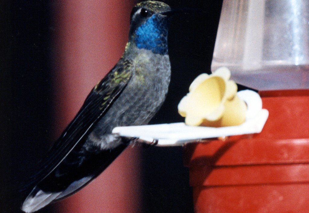 Hummingbird, Blue-throated 1, jkl B01P52I03.jpg - Blue-throated Hummingbird